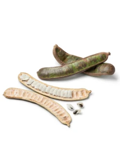 Ice Cream Bean (Inga Edulis) 9 Ice Cream Bean (Inga Edulis) -Exotic Fruit & Spice Garden Shop icecreambeansowexotic