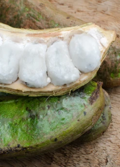 Ice Cream Bean (Inga Edulis) 11 Ice Cream Bean (Inga Edulis) -Exotic Fruit & Spice Garden Shop icecreambeansowexotic 0a273b06 52f6 4a72 8d30 36ed2646dad8