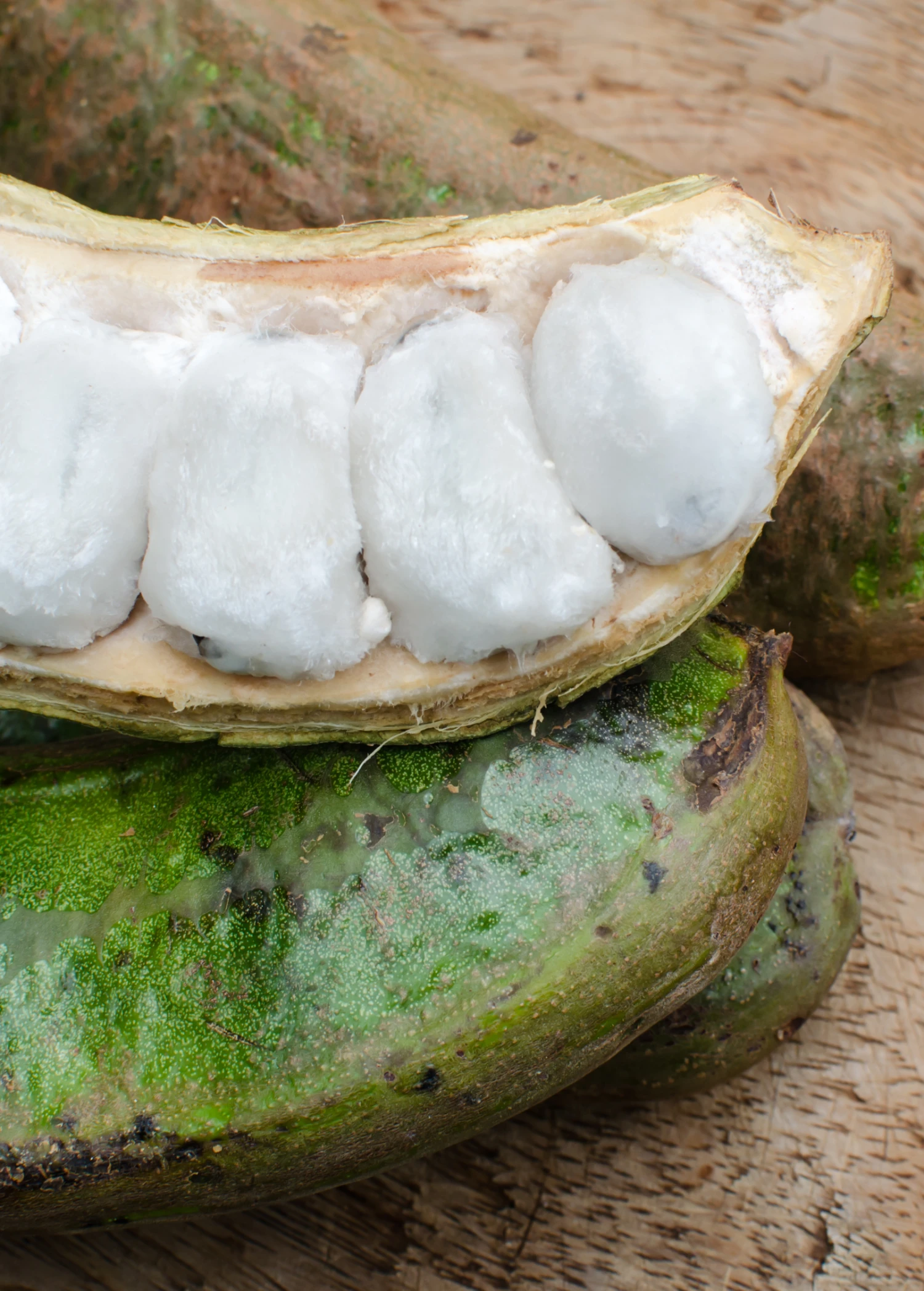 Ice Cream Bean (Inga Edulis) 7 Ice Cream Bean (Inga Edulis) - Image 5