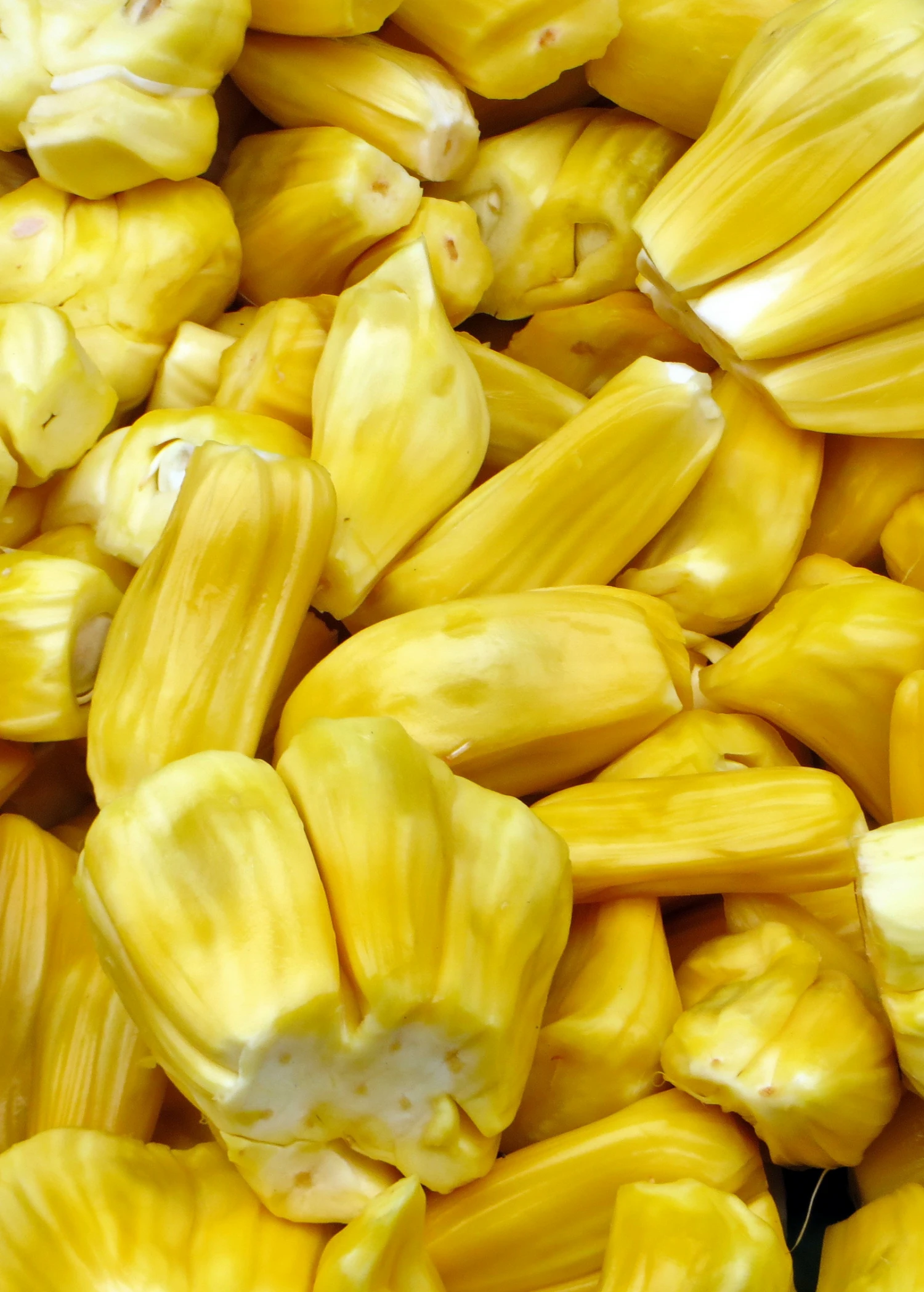 Jackfruit Seedling (Artocarpus Heterophyllus) 4 Jackfruit Seedling (Artocarpus Heterophyllus) - Image 2