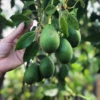 Avocado 'Joey' (Persea Americana) 2 Avocado 'Joey' (Persea Americana) -Exotic Fruit & Spice Garden Shop jooeyavocadosowexotic