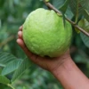 Guava 'Kilo' (Psidium Guajava) 1 Guava 'Kilo' (Psidium Guajava) -Exotic Fruit & Spice Garden Shop kiloguavafruittreeforsaleSowExotic