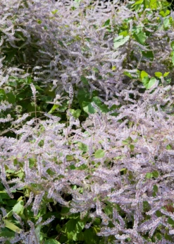 Iboza (Iboza Riparia)