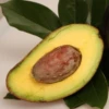 Avocado 'Oro Negro' (Persea Americana) -Exotic Fruit & Spice Garden Shop oronegroavocadosowexoticnursery