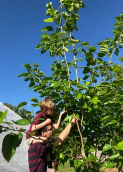 Mulberry 'Shangri La' (Morus Alba X Rubra) 10 Mulberry 'Shangri La' (Morus Alba X Rubra) -Exotic Fruit & Spice Garden Shop picking mulberries