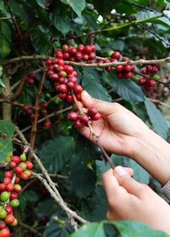 Coffee (Coffea Arabica)