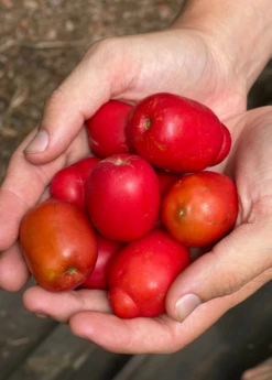 Jocote, Red (Spondias Purpurea)