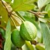 Guava 'Ruby Supreme' (Psidium Guajava) -Exotic Fruit & Spice Garden Shop rubysupremeguavafruittreeforsaleSowExotic 2