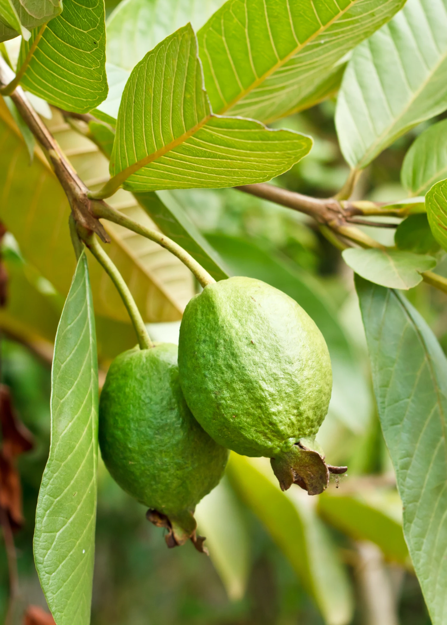 Guava 'Ruby Supreme' (Psidium Guajava) 3 Guava 'Ruby Supreme' (Psidium Guajava)