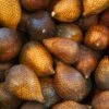 Snake Fruit (Salacca Zalacca) 1 Snake Fruit (Salacca Zalacca) -Exotic Fruit & Spice Garden Shop snake fruit salacca fruit tree palm