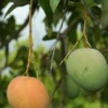 Mango 'Tebow' (Mangifera Indica) 1 Mango 'Tebow' (Mangifera Indica) -Exotic Fruit & Spice Garden Shop tebowmangosowexoticliveplantforsale