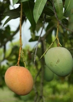 Mango 'Tebow' (Mangifera Indica)
