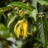 Ylang Ylang (Cananga Odorata) 1 Ylang Ylang (Cananga Odorata) -Exotic Fruit & Spice Garden Shop ylangylangplantforsalesowexoticplantNursery