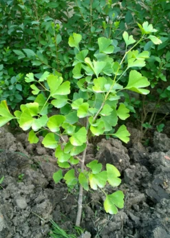 Exotic Fruit & Spice Garden Shop -Exotic Fruit & Spice Garden Shop young gingko biloba tree green