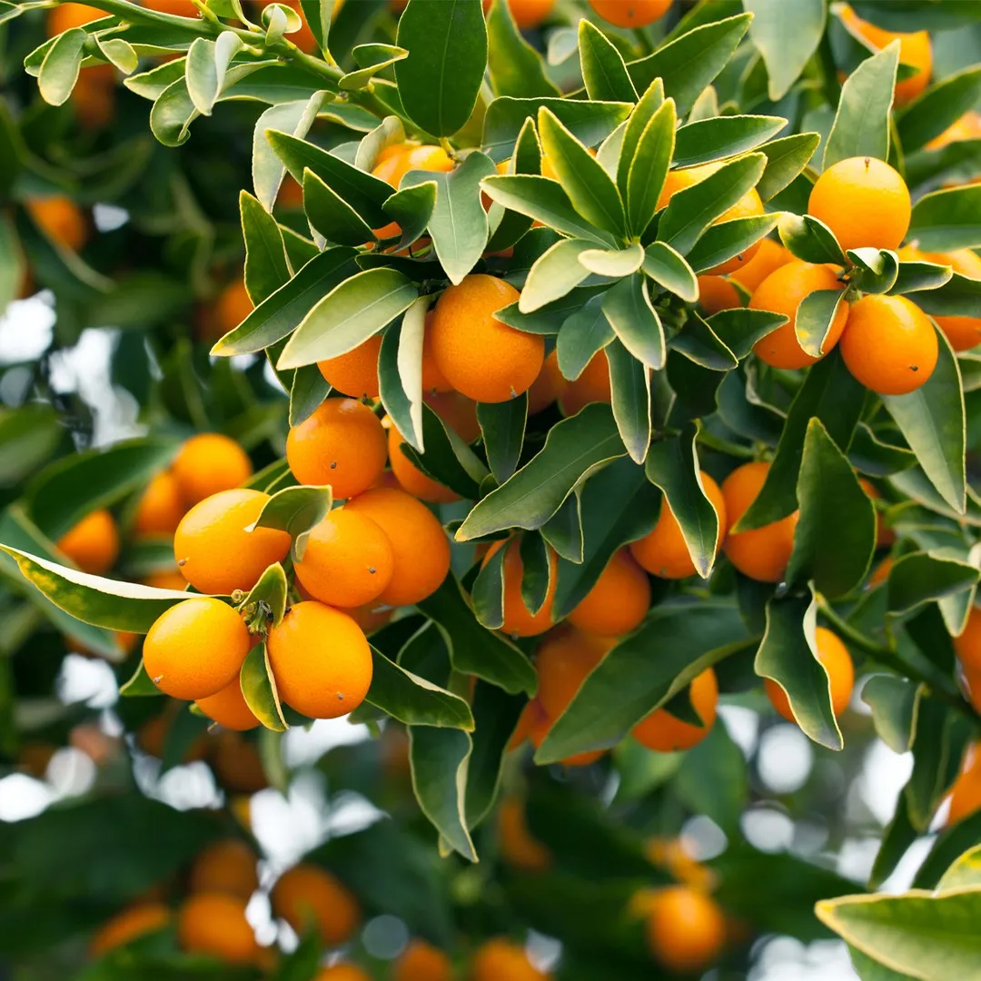 Exotic Fruit & Spice Garden Shop -Exotic Fruit & Spice Garden Shop 347101845076213760