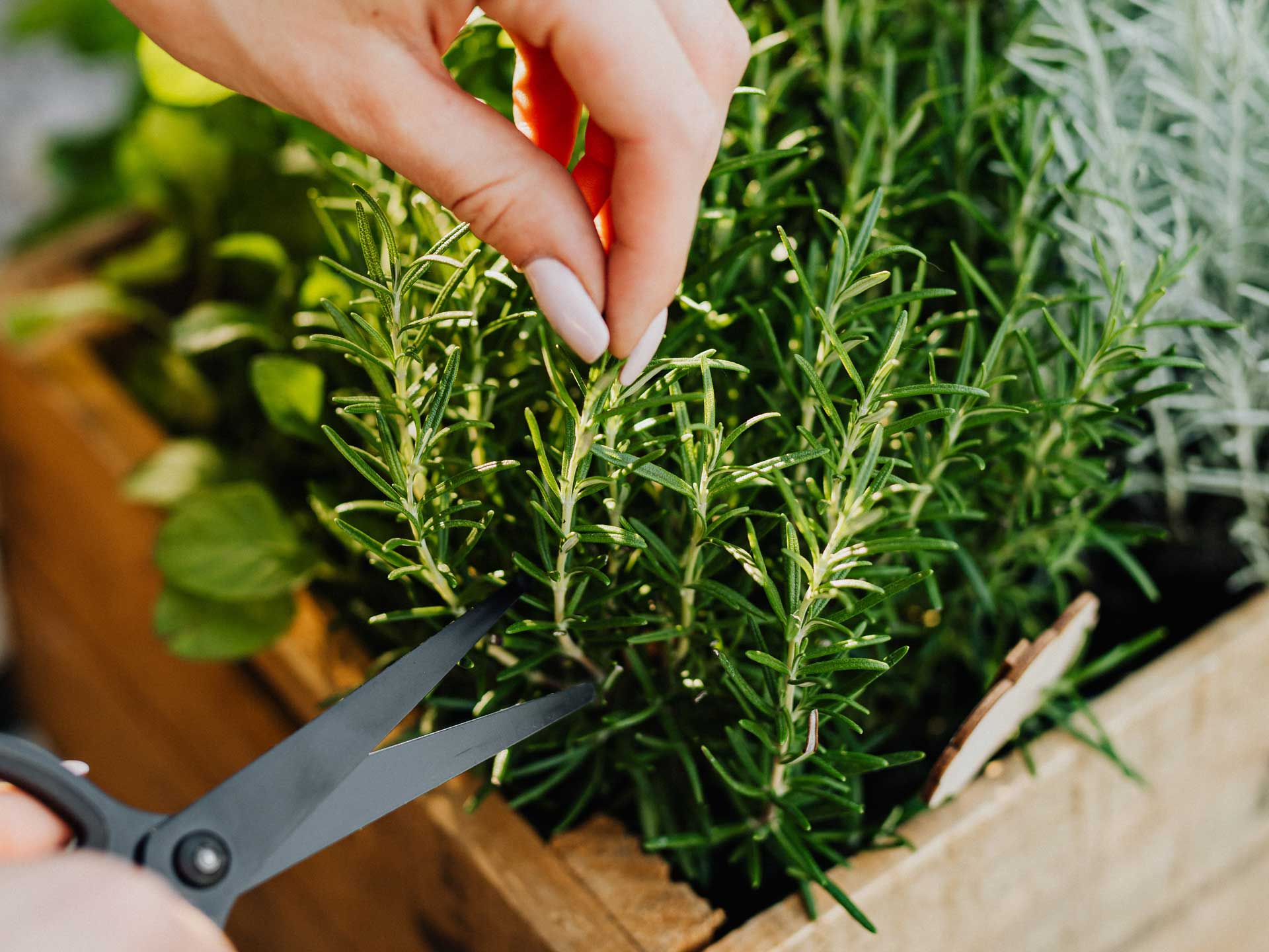 Exotic Fruit & Spice Garden Shop -Exotic Fruit & Spice Garden Shop erbe aromatiche monferrato vaso